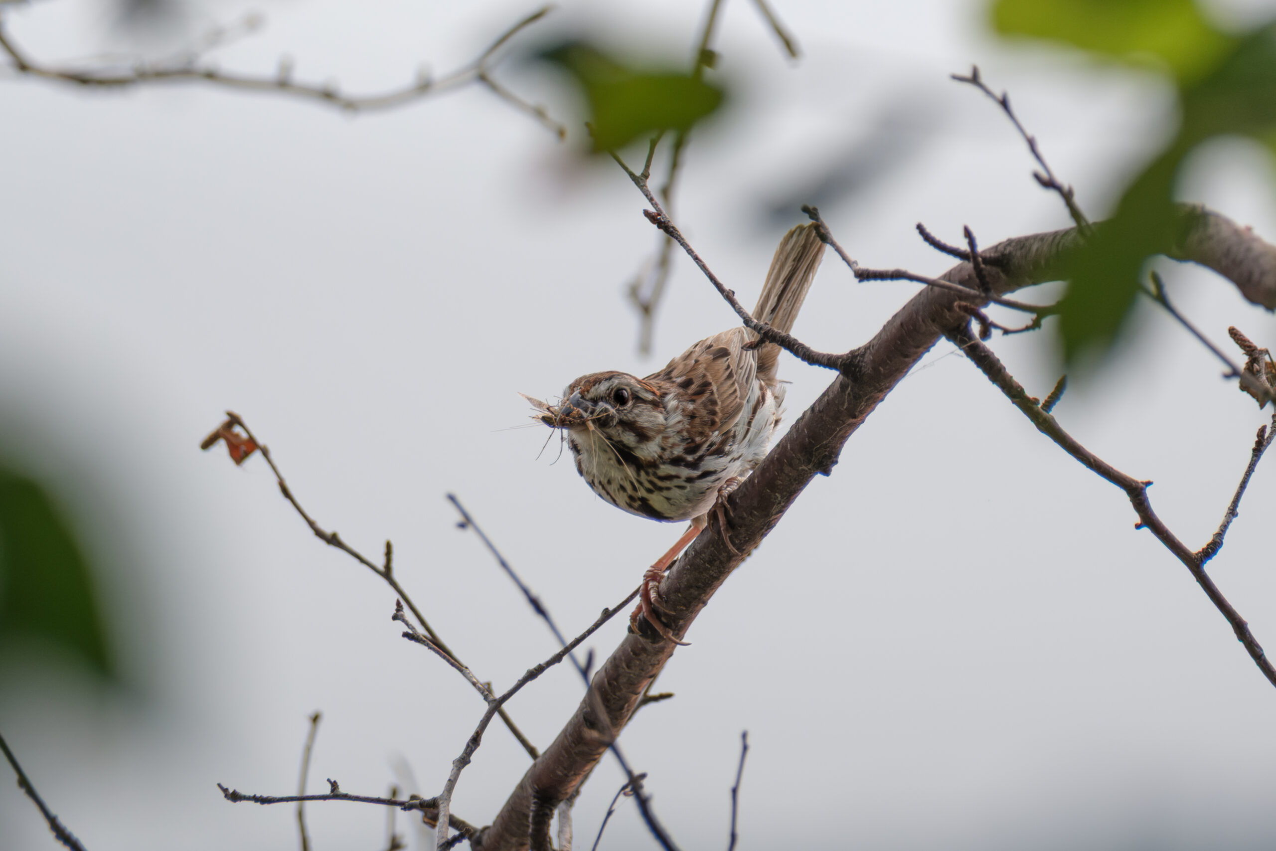 Song Sparrow